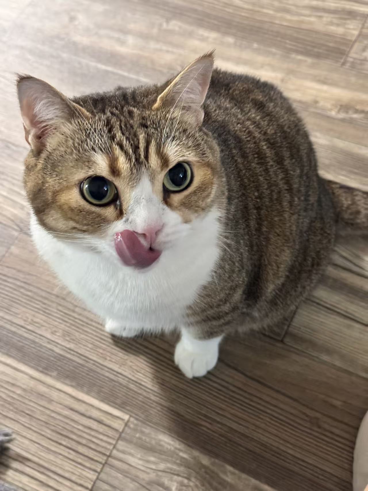 My cat, 老嫚, also known as 猪哥
